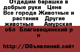 Отдадим барашка в добрые руки › Цена ­ 1 - Все города Животные и растения » Другие животные   . Амурская обл.,Благовещенский р-н